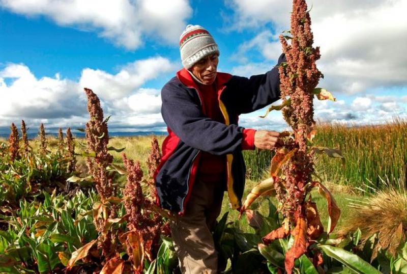 puno-siembra-mas-de-36-mil-hectareas-de-quinua-al-ano-16245