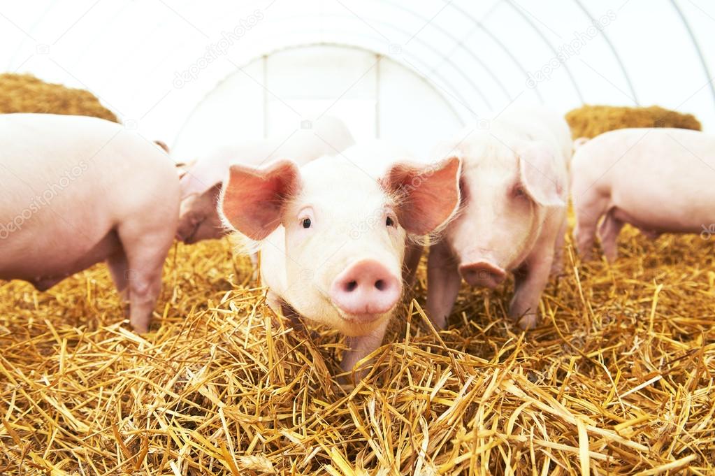 depositphotos_94164566-stock-photo-young-piglet-on-hay-at
